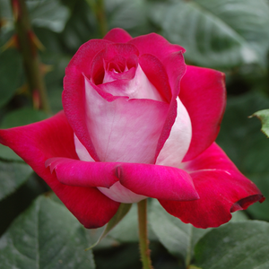 Ružičasta - Ruža - Monica Bellucci® - 